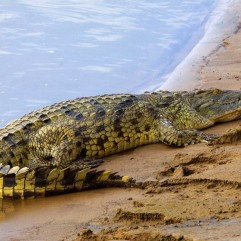 crocodile-in-nile-river